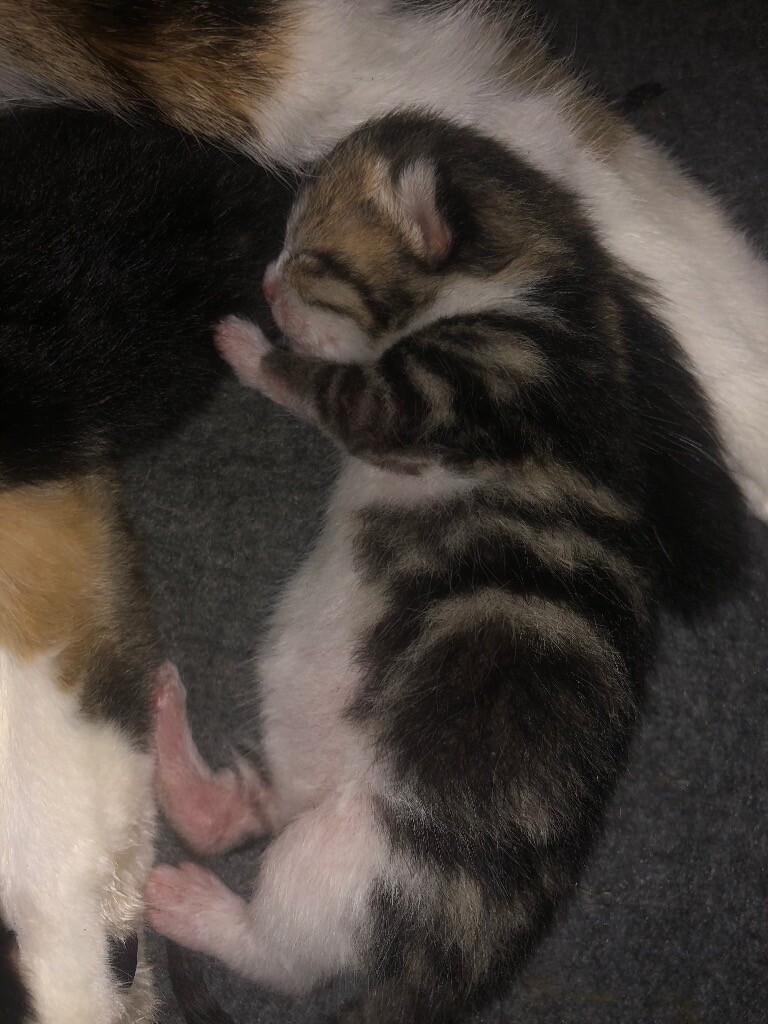 siberian kittens for sale gumtree